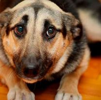 El Senado podr&iacute;a aprobar hoy la ley que proh&iacute;be el uso y la venta de pirotecnia en Salta