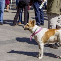 A horas de la procesión, la medida que tomaron con los perros peregrinos