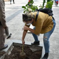 Conocé cuales son las especies de árboles recomendadas para plantar en la vereda
