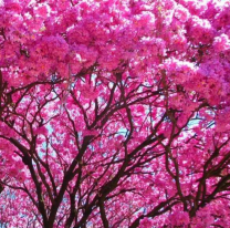 21 de septiembre: Día de la primavera