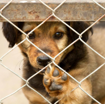 Día Mundial del Perro Adoptado: cinco consejos para una adopción responsable