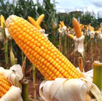 Salta tiene alto nivel comercial con Estados Unidos y es segunda en exportaciones en el NOA