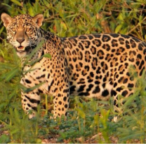 Buscan crear una mesa de trabajo transnacional para combatir la caza furtiva de yaguareté