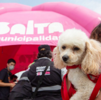 Día Mundial de Lucha contra la Rabia. ¿Dónde puedo vacunar a mi mascota hoy?
