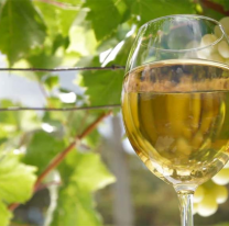 Se viene la "Semana del Torrontés de Altura"