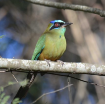 5 de octubre: D&iacute;a Nacional del Ave