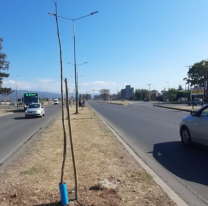 Se plantaron 800 nuevos árboles en Av. Bolivia para crear microbosques 
