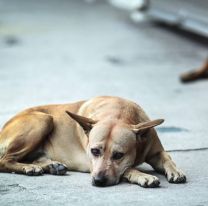 Voluntarios asisten a perritos callejeros en Plaza 9 de Julio: les dan alimento y a los viejitos les buscan hogar