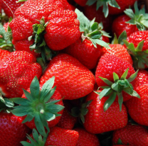 Se viene el concurso y degustación de la mejor frutilla de Salta