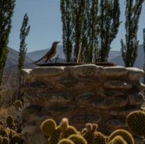 Salta nuevamente lidera el ranking de especies de aves observadas