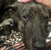 El agresor de "Guerrero", el perrito baleado en Salta, deberá pagar más de $100 mil