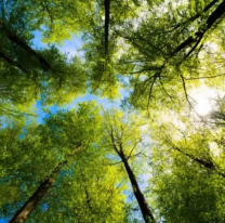 Día Mundial de la Protección de la Naturaleza: por qué se celebra cada 18 de octubre