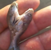 Dique Cabra Corral: Pescaron una mojarra con dos cabezas