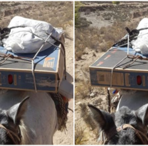 Enviaron en mula un Tv Led para que los niños de un paraje vean el mundial