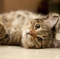 29 de octubre: "D&iacute;a internacional del Gato"