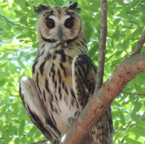 Un bell&iacute;simo lechuz&oacute;n orejudo sorprendi&oacute; a los vecinos de B&deg; Parque Belgrano