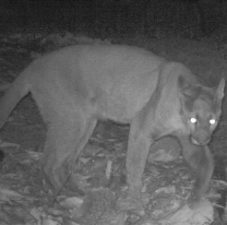 Vieron a un puma en el Huaico y habr&iacute;a devorado mascotas
