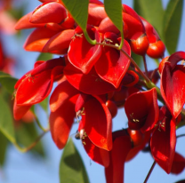 22 de noviembre, día del ceibo: flor nacional