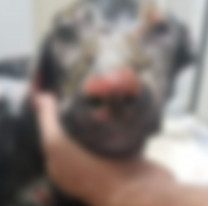 Piden condena efectiva para la salteña que quemó a Zeus en Villa Floresta