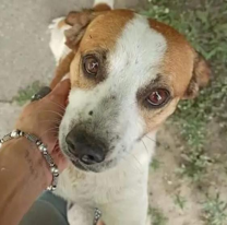 Buscan testigos del ataque a Rufo, un perro que murió presuntamente por un abuso sexual