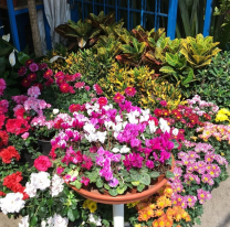 "Expo Vivero" en el Mercado Artesanal: aromáticas, frutales, semillas y más