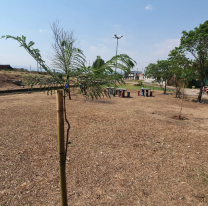 Se plantaron nuevos árboles en Palmeritas