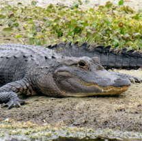 Un caim&aacute;n sorprendio a todos en una acequia de Campo Santo