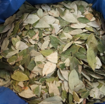 ¿La hoja de coca puede transmitir salmonella?