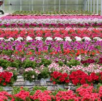 Realizarán una gran Feria de Plantas y Flores en el Paseo Ameghino