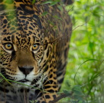 Luego de dos años y en pleno Mundial, reapareció Diego, el yaguareté de Salta que homenajea a Maradona