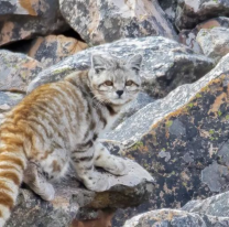 En Salta, avistaron al "fantasma de los Andes" una especie de gato en peligro de extinción