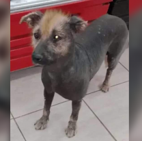 Sus dueños se mudaron y lo dejaron abandonado: "Ayudemos al perrito pila"