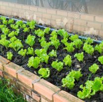 Siguen abiertas las inscripciones para los talleres virtuales gratuitos de huerta org&aacute;nica