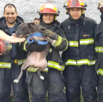 Bomberos le salvaron la vida a perrito que estaba atrapado en un incendio