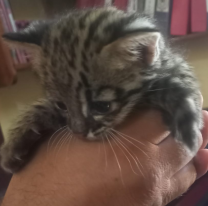 La Polic&iacute;a rescat&oacute; una cr&iacute;a de gato mont&eacute;s que apareci&oacute; por El Carril