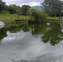 Trasladaron patos silvestres que fueron encontrados en una casa de zona sur