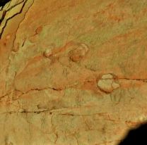 Encontraron huellas de dinosaurios en Payogasta