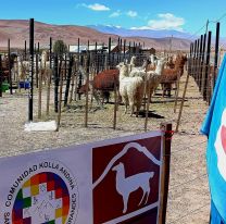 Se viene la 8º Feria Ganadera en Pastos Grandes