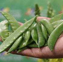Se viene la 1º Fiesta de la Arveja en Campo Quijano