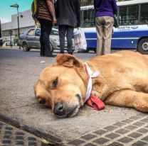 Lanzan una campaña para recaudar dinero para los Callejeritos