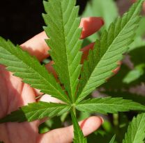 20 de Abril: Por qué se celebra hoy el Día Mundial de la Marihuana