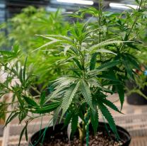 Salteños crearon "La Mesías", una semilla que busca potenciar el cannabis en la provincia