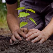 Se plantarán árboles nativos en Salta por el día mundial de la tierra