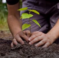 Se plantarán árboles nativos en Salta por el día mundial de la tierra