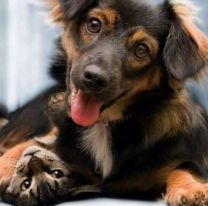 Salta celebra el D&iacute;a del Animal con varias actividades