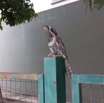 Un Kakuy apareció en el hospital de Embarcación y sorprendió a todos