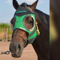 Tristeza y conmoción en Salta: falleció  Secreto, el caballo más famoso de la provincia