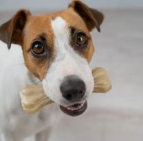 21 de julio: D&iacute;a Mundial del Perro