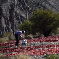 Payogasta celebra 50 a&ntilde;os de la Fiesta Provincial del Pimiento