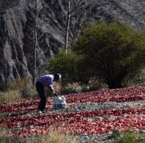 Payogasta celebra 50 años de la Fiesta Provincial del Pimiento